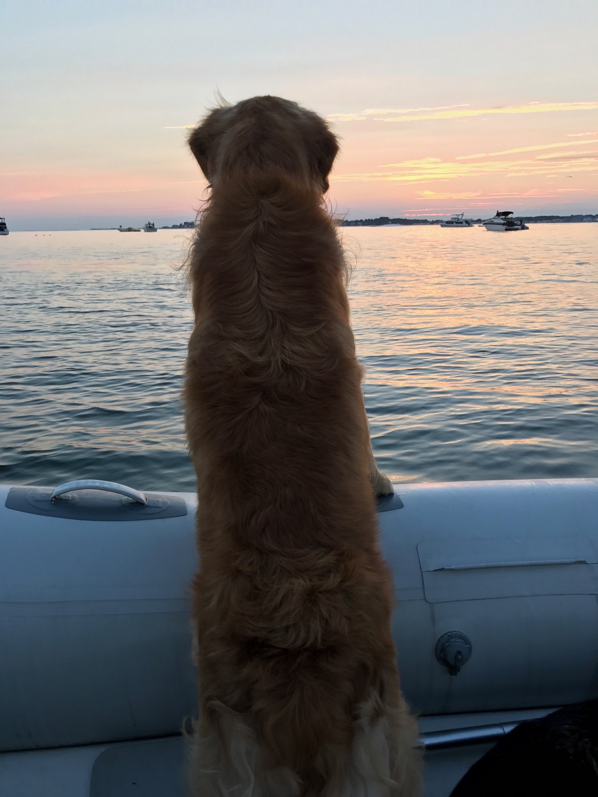 Cooper (Shire x Reese) enjoying the view from his boat
