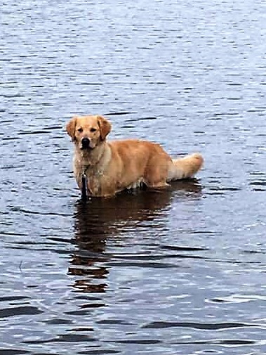 Dali (Shire x Jack) relaxing in the lake