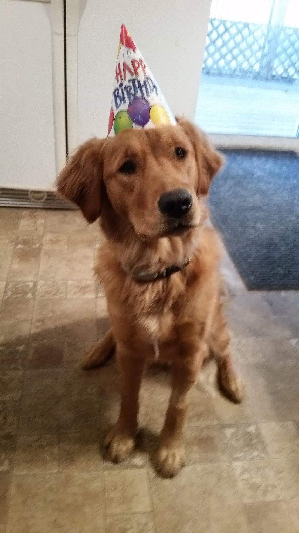 Ghillie (Shire x Jack) 1st birthday party