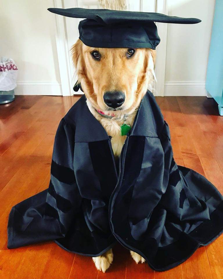 Shea (Shire x Jack) puppy graduation 