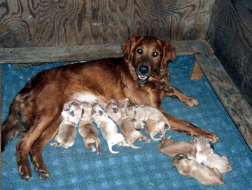 Lyric and her day old litter by Echo